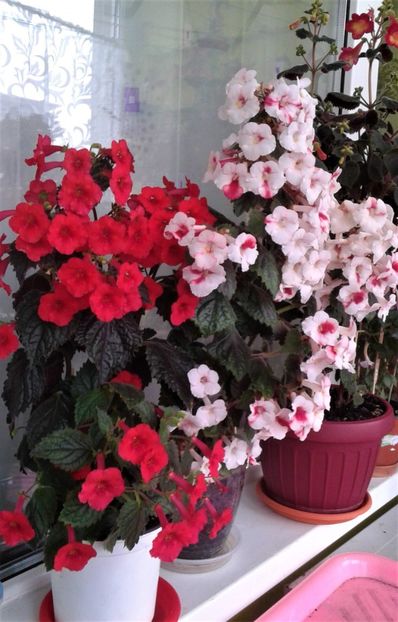 20211107_130607-1 - 000013 ACHIMENES