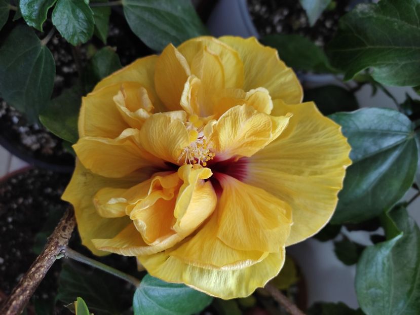  - Hibiscus 5