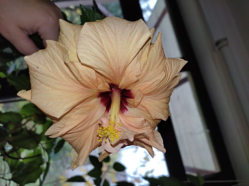  - Hibiscus 5