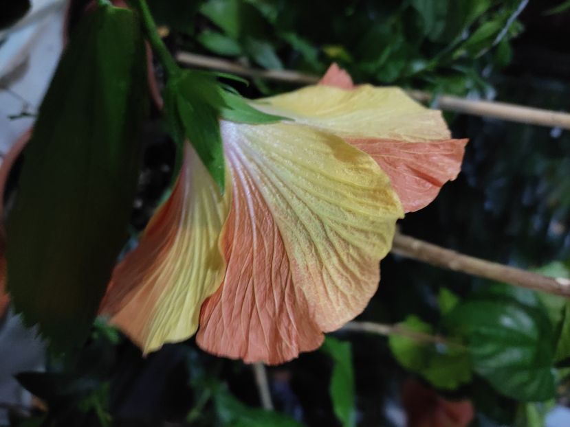  - Hibiscus 5