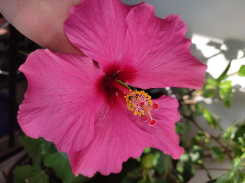  - Hibiscus 5
