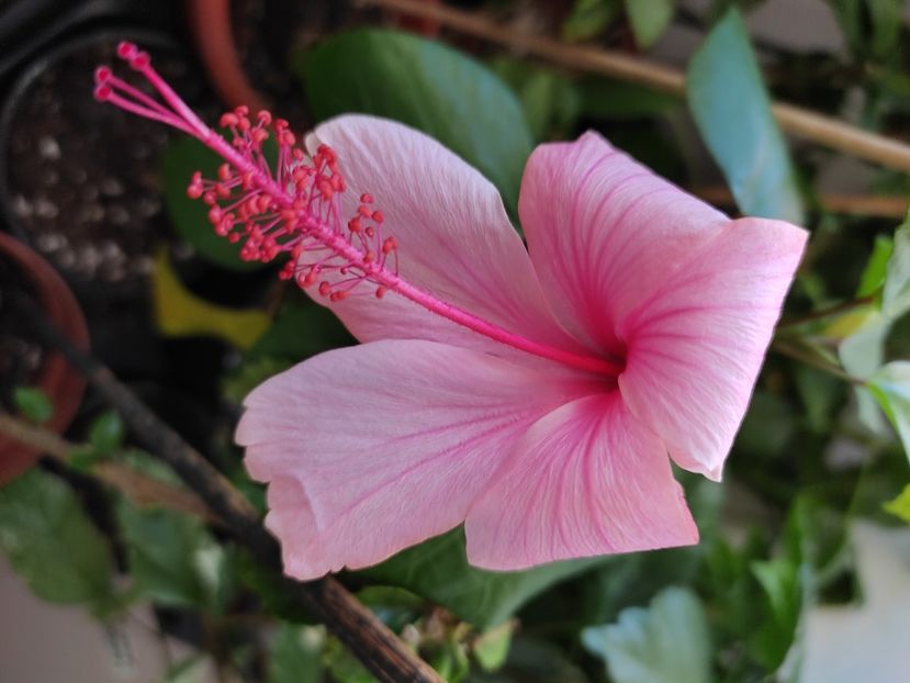  - Hibiscus 5