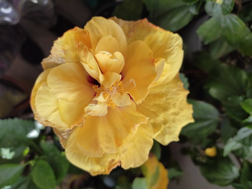  - Hibiscus 5