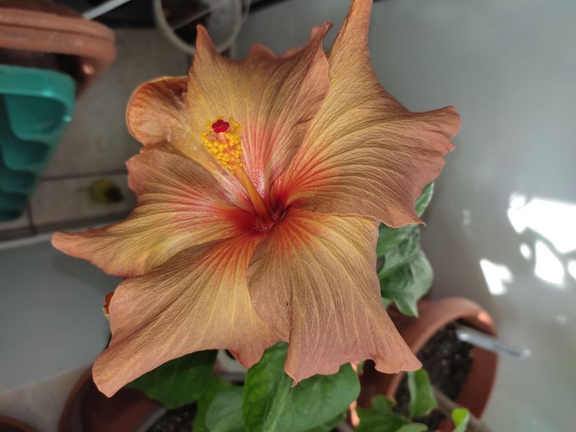  - Hibiscus 5