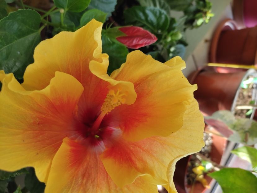  - Hibiscus 5