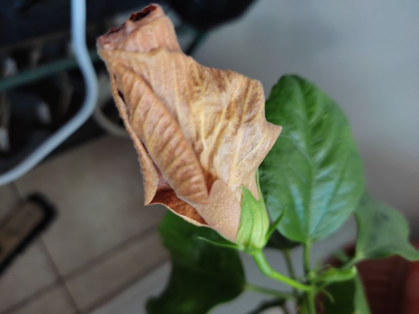  - Hibiscus 5