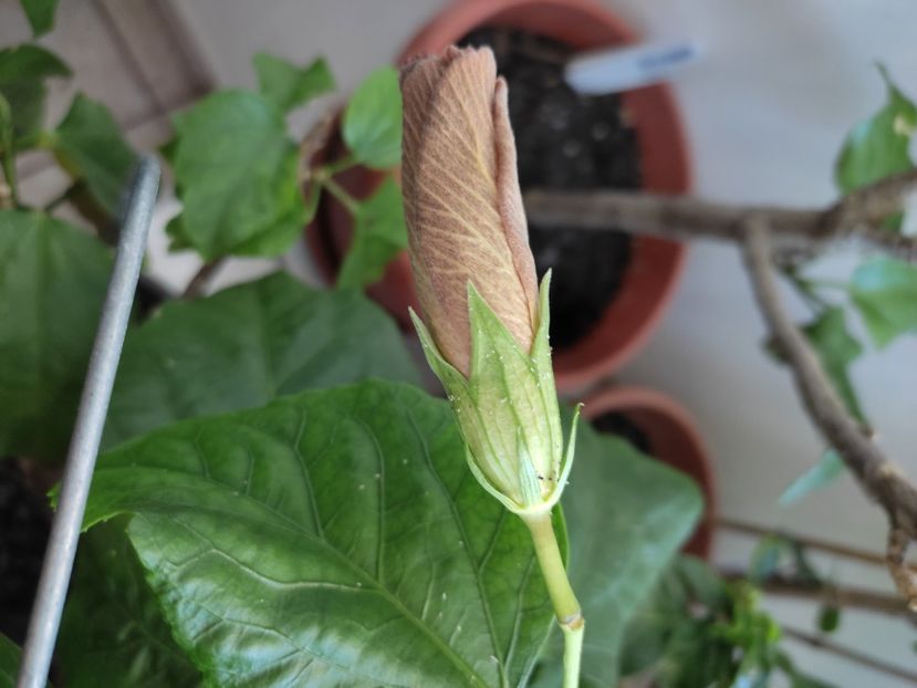  - Hibiscus 5