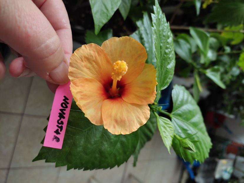  - Hibiscus 5