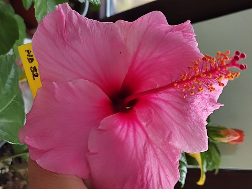  - Hibiscus 5