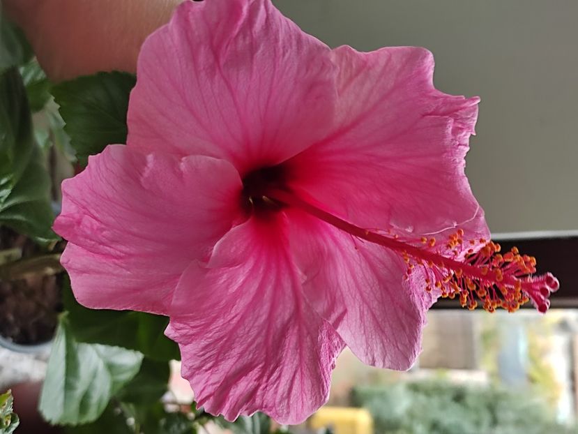  - Hibiscus 5