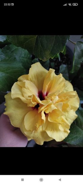 Screenshot_2021-10-16-22-52-42-086_com.facebook.orca - Hibiscus 5