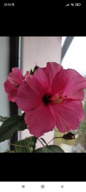 Screenshot_2021-10-16-22-52-38-090_com.facebook.orca - Hibiscus 5