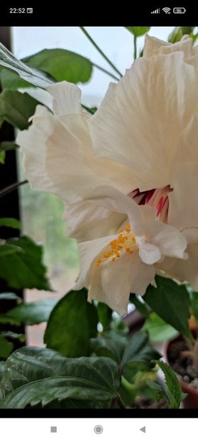 Screenshot_2021-10-16-22-52-31-772_com.facebook.orca - Hibiscus 5