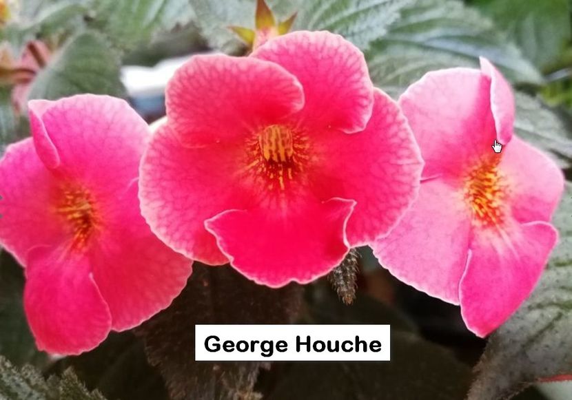 George Houche - George Houche