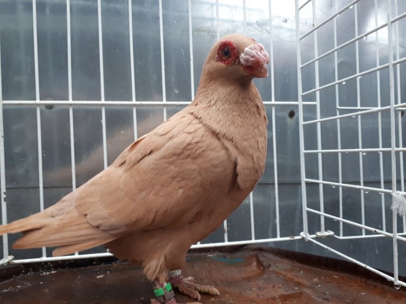 F - K1 _ tineret 2021