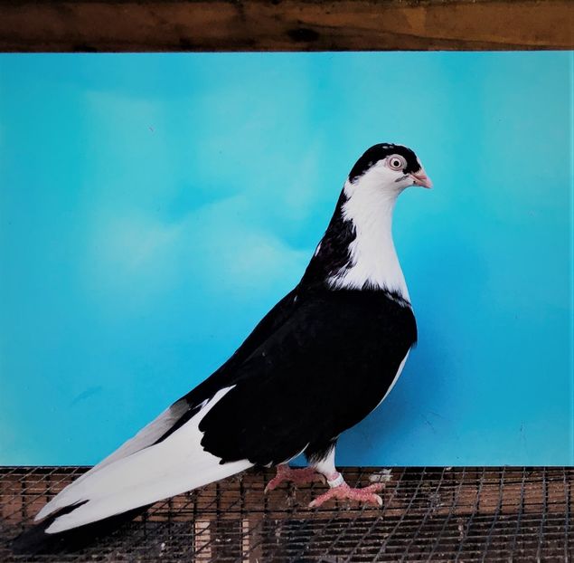 12450  femelă  2021_1 - tineret 2021