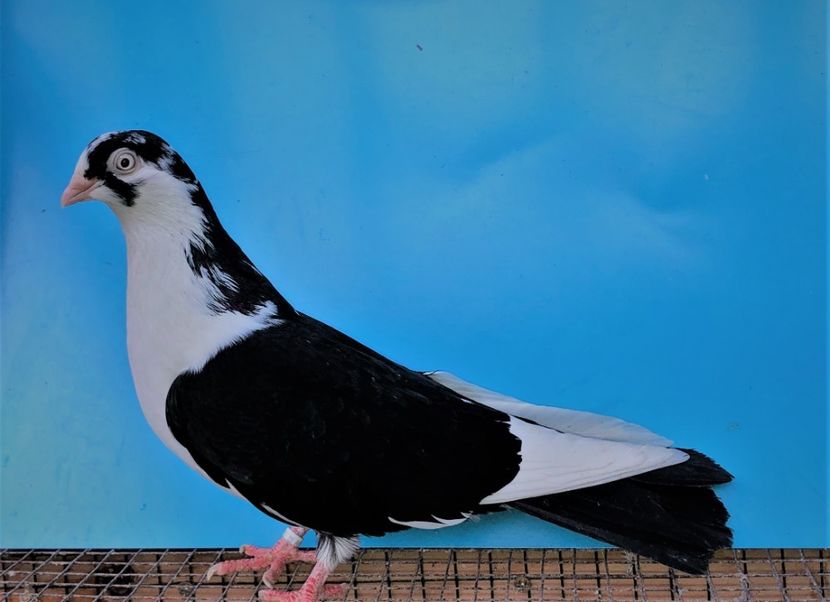 12450  femelă  2021_2 - tineret 2021