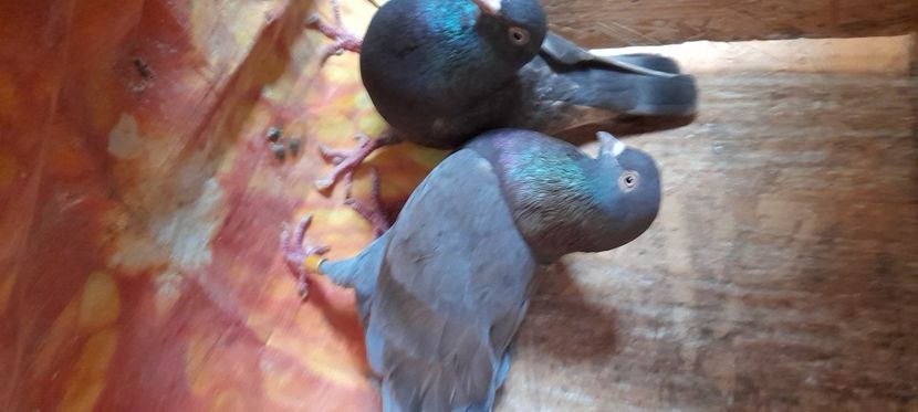  - Rolleri de Birmingam 2021