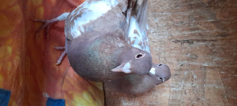 20211106_105611(0) - Porumbei mulemans