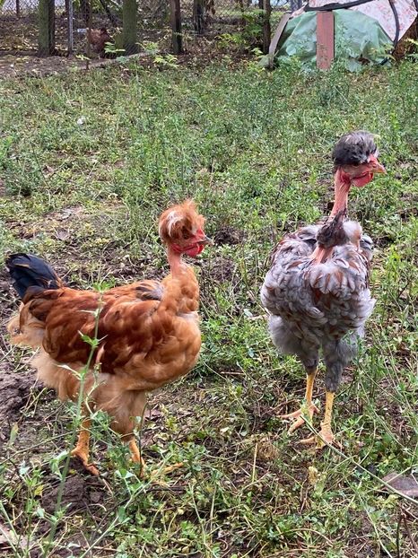 7C824A89-A198-4DB8-8A22-5EBCF38EAE2A - Puisori 2021