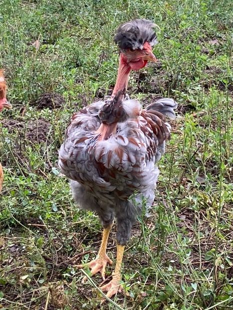 4A89E7BD-3EE9-4A3E-B269-1F4386A59EC6 - Puisori 2021