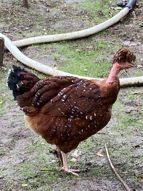 BB7B9310-5AD5-4C56-8A95-9702B6C7F2E4 - Puisori 2021