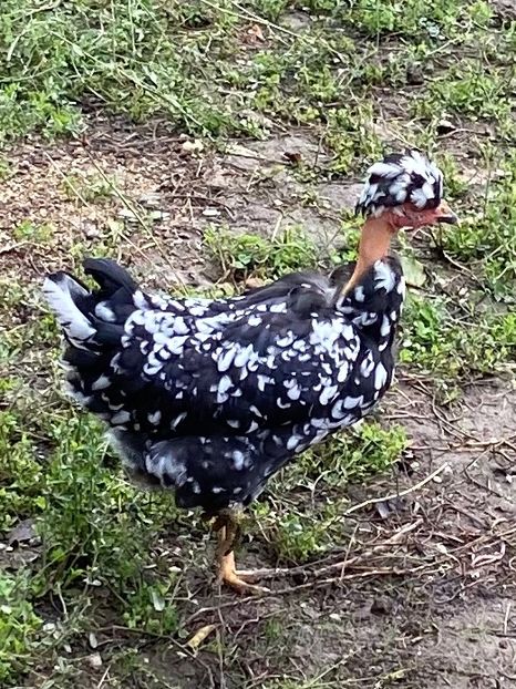 8927CE66-DEBD-4F51-945E-6230C807DFCC - Puisori 2021