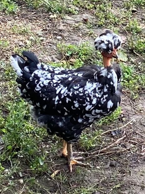 175904AA-40A7-4AE7-AF24-3034A5FCC398 - Puisori 2021