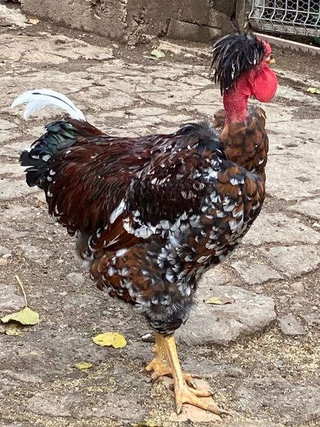 B3CE14E5-0E73-4FC7-A307-8D01D40F967B - Puisori 2021