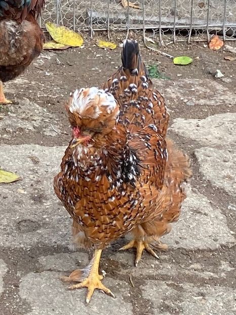 8D071D4A-1552-46FE-983E-2685EB68241D - Puisori 2021