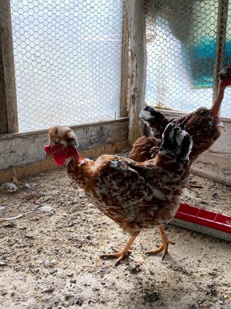 4EA791DE-1B31-4AD4-9FBB-BED6080677F3 - Puisori 2021