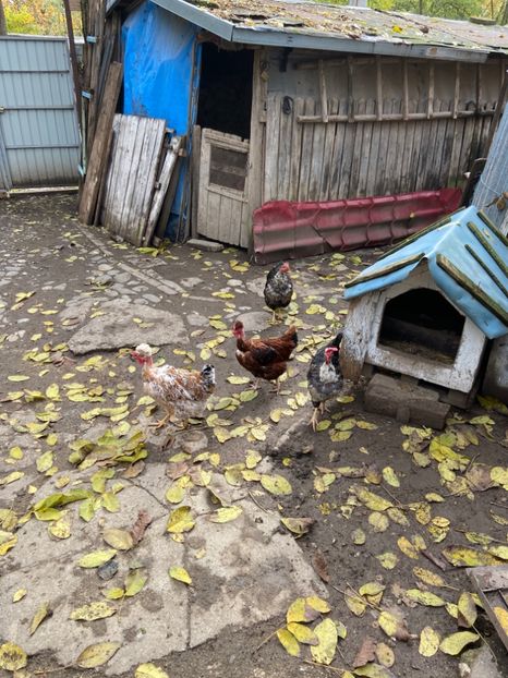 2DF697E8-3C5E-46FA-B076-5953CDD10553 - Puisori 2021