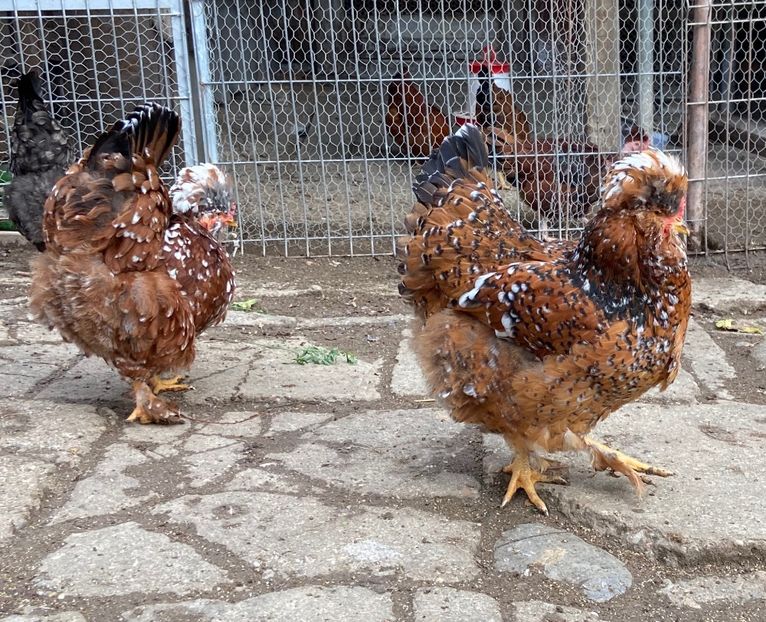 316FBE39-1EAC-45EC-BB63-F53E2EDF408F - Puisori 2021