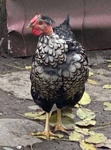 1123C3BE-372E-47DD-8DE7-6F2E825FCBAC - Puisori 2021