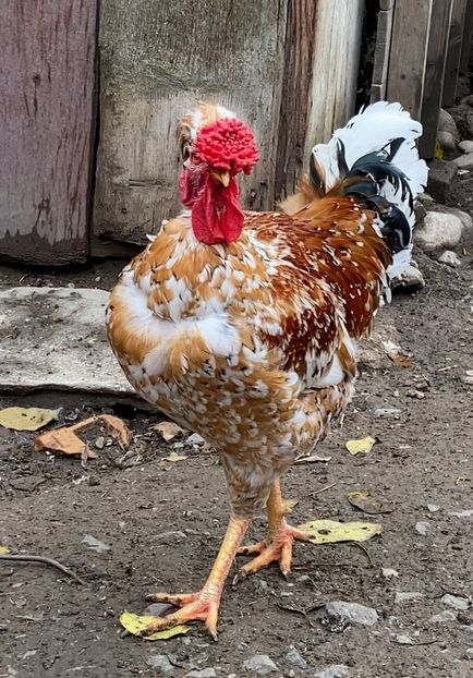 AD3EA941-896A-492F-A8CB-F24ADBC573B6 - Puisori 2021