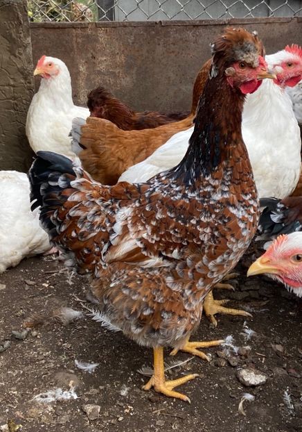 89D00077-EA2E-4C66-92EA-6C59ACEA610A - Puisori 2021