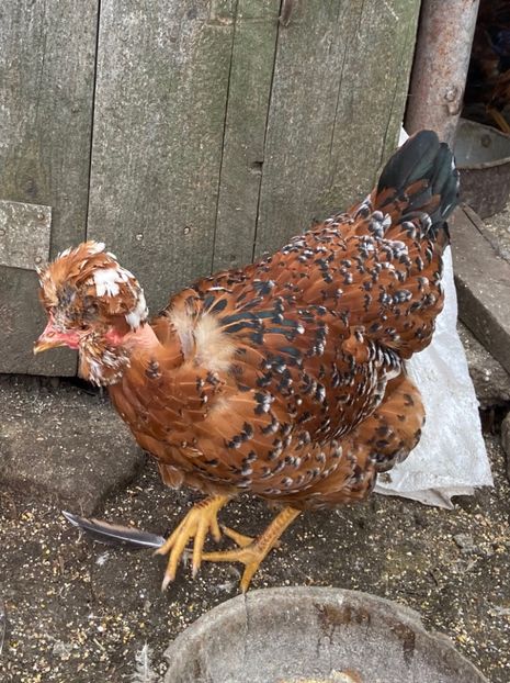 92240FF3-D697-4FA4-8511-36EC90392717 - Puisori 2021