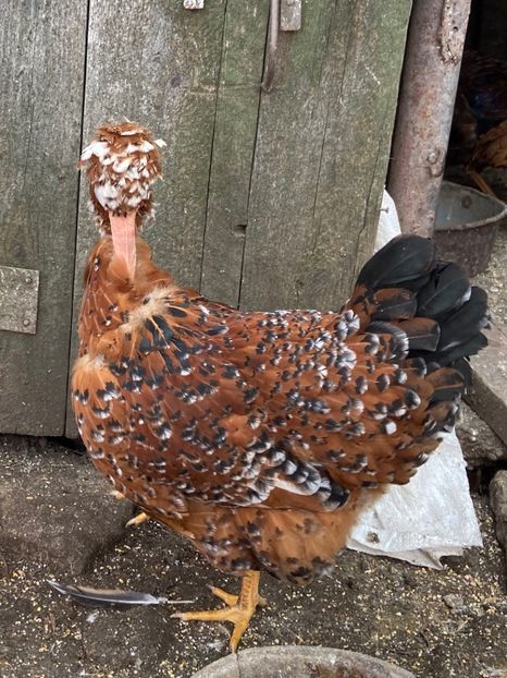 518073E3-6760-4DFD-8068-2A08A5F1DAD3 - Puisori 2021