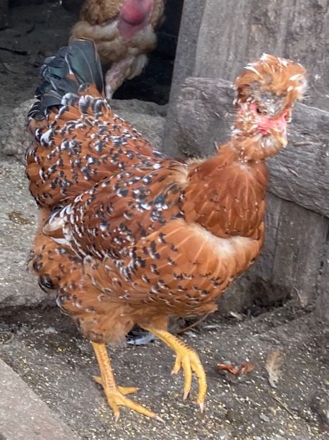 7E819AAF-FF19-407C-A715-3A2FD25CDEF8 - Puisori 2021