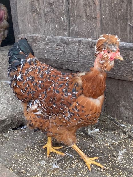 73029E86-DDA0-47B6-981D-0A6E94279D66 - Puisori 2021