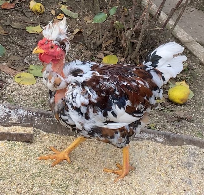 1AA6C0DE-1CD5-4314-BA38-9B9A4CF2EA56 - Puisori 2021