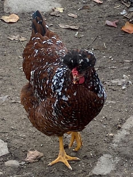 C1AF4AF6-8F70-4894-A4D3-F34AD9010CFB - Puisori 2021