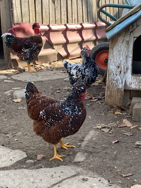 118F05F7-D94B-419E-B9C6-14268E5A51FB - Puisori 2021