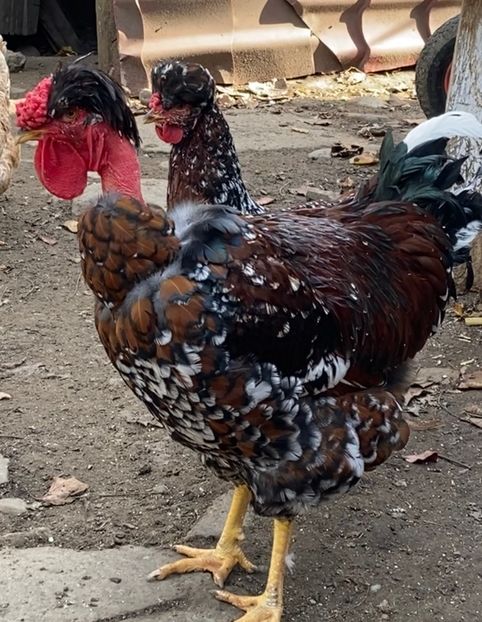 30865A2F-E38D-4FAD-8747-BAD0107AD44D - Puisori 2021