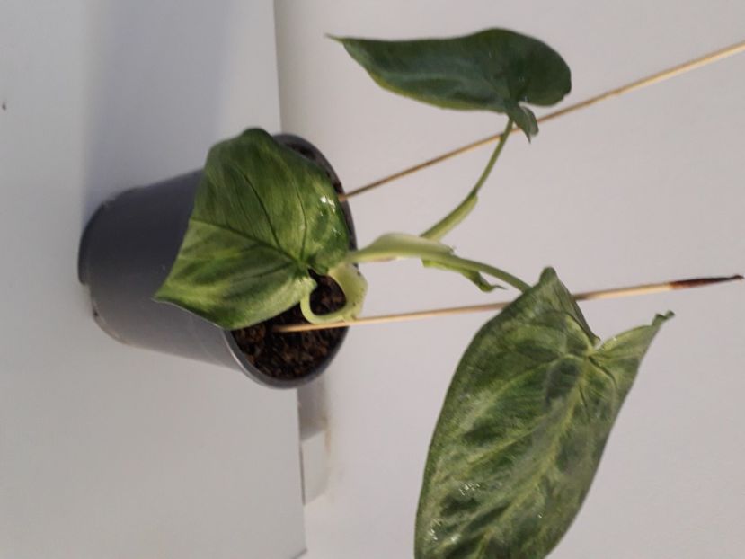  - Talmes Balmes 2021