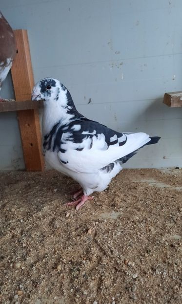 0-1 2020 - Matca pentru 2022