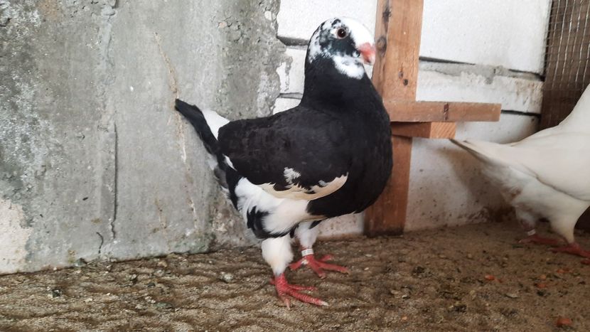 1-0 2021 - Matca pentru 2022