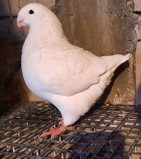 1-0 2020 - Matca pentru 2022