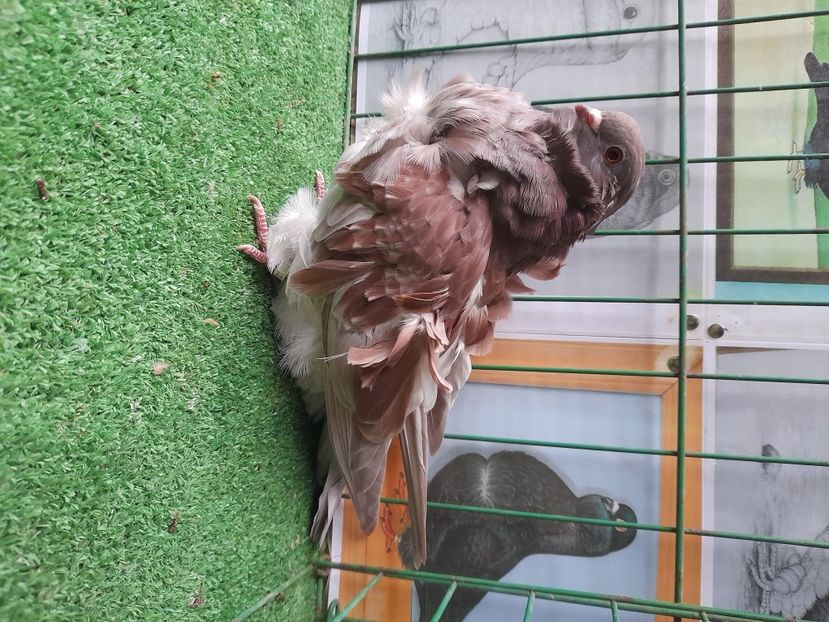  - Pescarusi Chinezi 2021