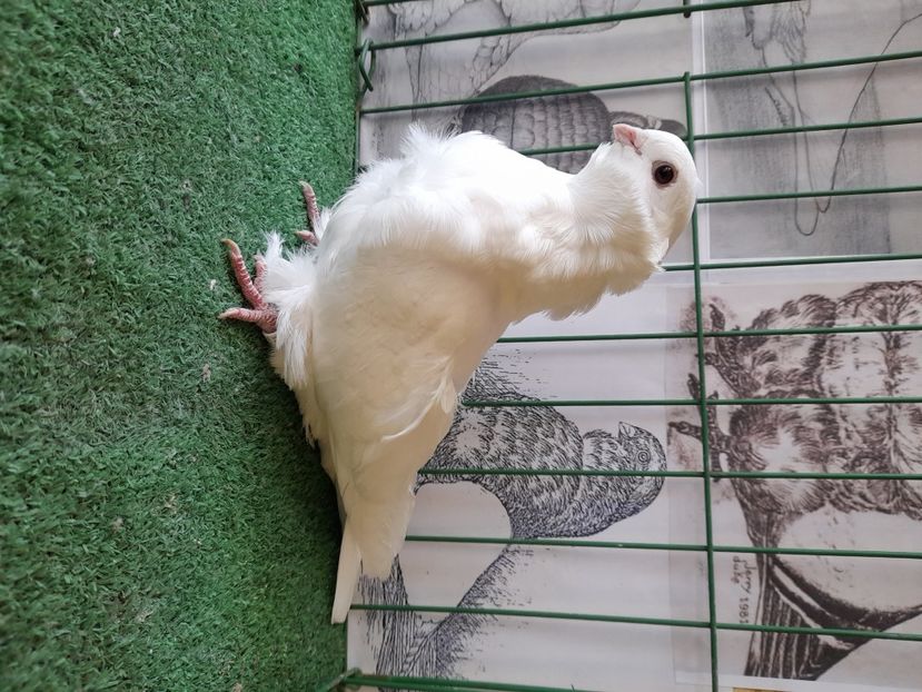  - Pescarusi Chinezi 2021